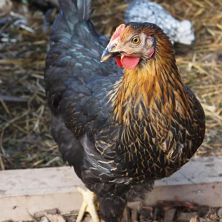 Inn Gasthof Pesbichl