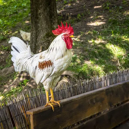 Inn Gasthof Pesbichl Goldegg