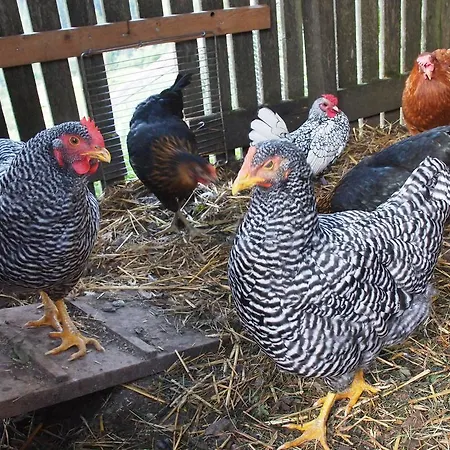 Gasthof Pesbichl Goldegg