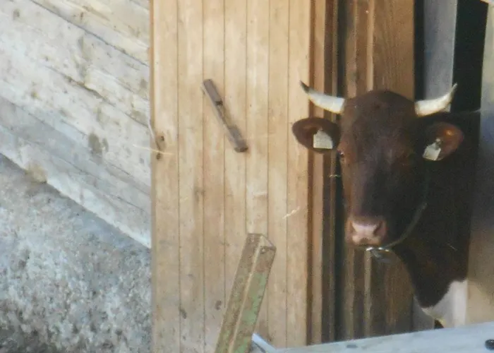 Pesbichl Goldegg