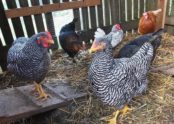 Pesbichl Goldegg